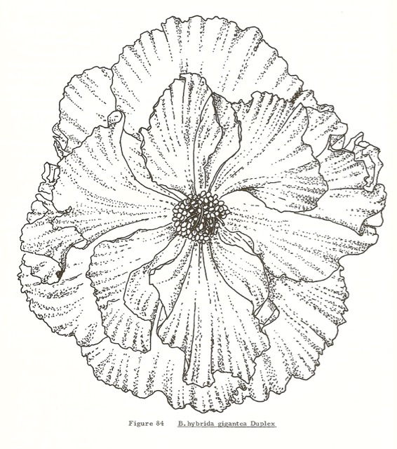 B. ‘Gigantea Duplex’
